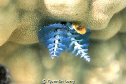 Christmas Tree Worm on a coral bommie on the east coast o... by Quentin Long 